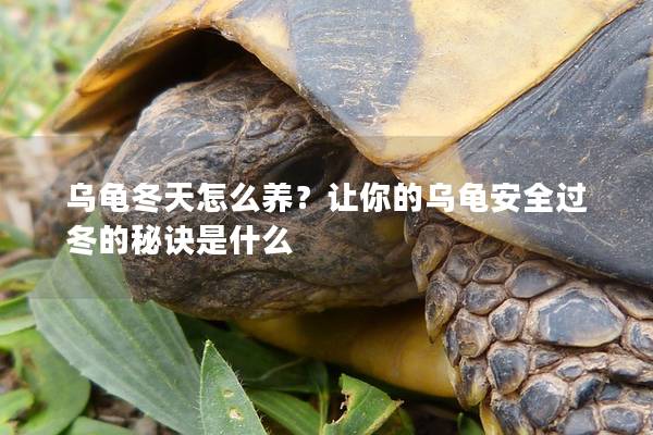 乌龟冬天怎么养？让你的乌龟安全过冬的秘诀是什么