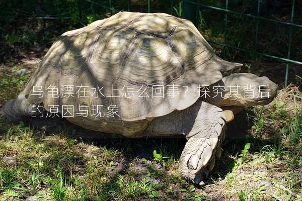 乌龟漂在水上怎么回事？探究其背后的原因与现象