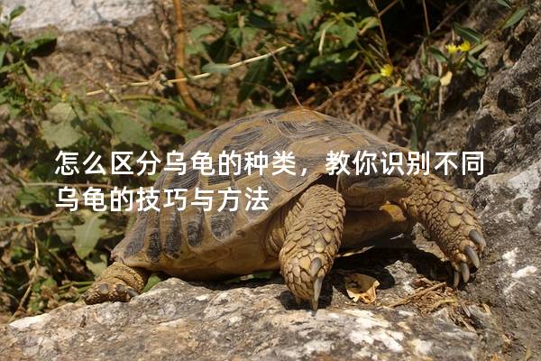 怎么区分乌龟的种类，教你识别不同乌龟的技巧与方法