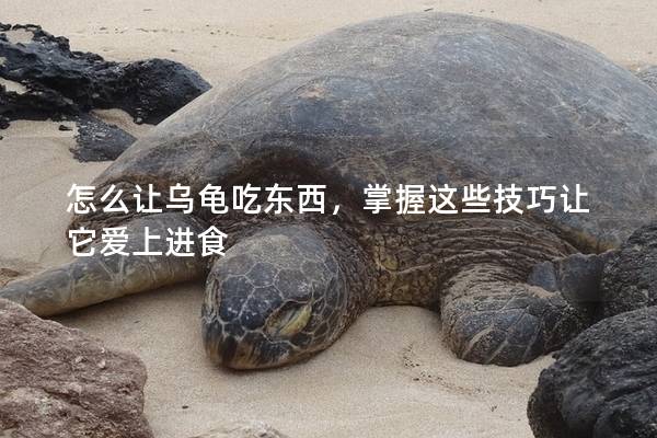 怎么让乌龟吃东西，掌握这些技巧让它爱上进食