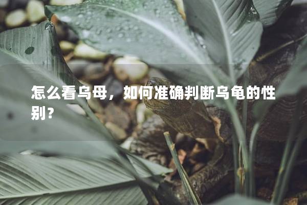 怎么看乌母，如何准确判断乌龟的性别？